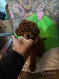 Barboncino Toy al limite con il nano