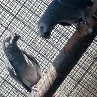 Coppia pappagalli cenerini 3 anni fonte C