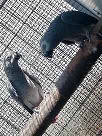 Coppia pappagalli cenerini 3 anni fonte C