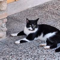 Gatto domestico bianco e nero