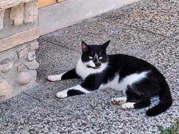 Gatto domestico bianco e nero