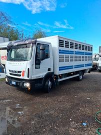 Iveco eurocargo 80e22 cassa trasporto animali vivi