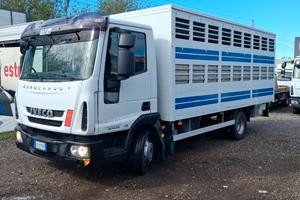Iveco eurocargo 80e22 cassa trasporto animali vivi