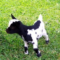 Capretta tibetana nana