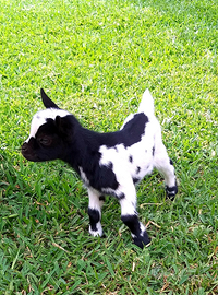 Capretta tibetana nana