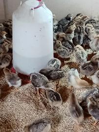 Pulcini razza di Morozzo