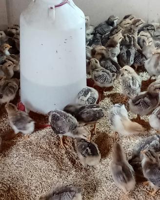 Pulcini razza di Morozzo