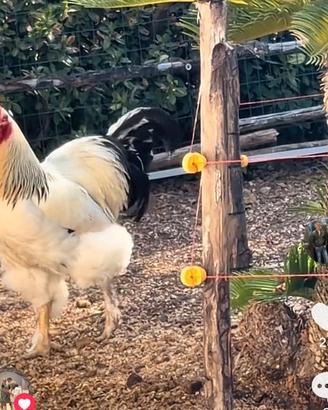 Galline brama