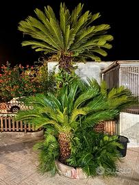 15 cipollette di Cicas – appena espiantate, pronte