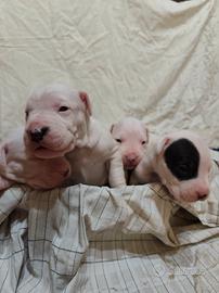 OTTIMI CUCCIOLI DI DOGO ARGENTINO 