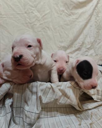 OTTIMI CUCCIOLI DI DOGO ARGENTINO 