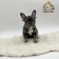 Maschietto bulldog francese total blu