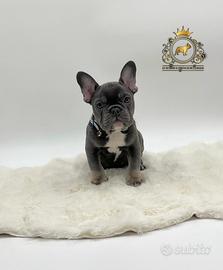 Maschietto bulldog francese total blu