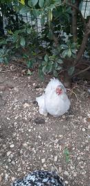 Cocincina perlata nana