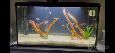 acquario 