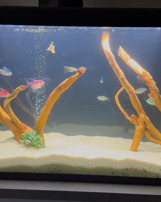 acquario 