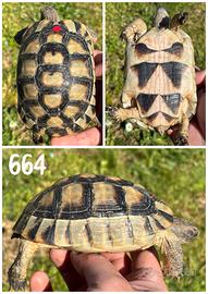 Testudo marginata sarda tartaruga terra testuggine