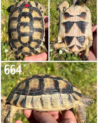 Testudo marginata sarda tartaruga terra testuggine