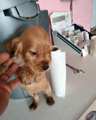 Cuccioli di cocker