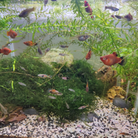 Pesci tropicali- Guppy mix andler