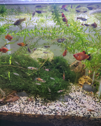 Pesci tropicali- Guppy mix andler
