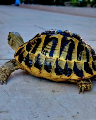 Gruppo riproduttivo Tartarughe hermanni hermanni