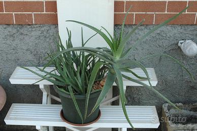 Pianta di Aloe Vera