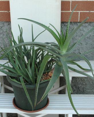 Pianta di Aloe Vera