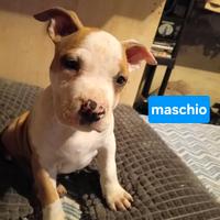 Disponibili ultimi cuccioli amstaff