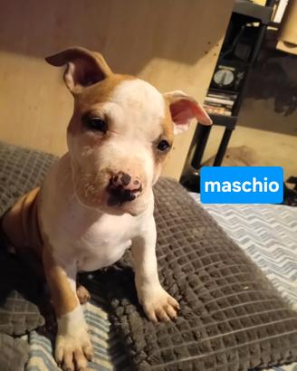 Disponibili ultimi cuccioli amstaff