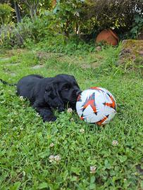 Cuccioli di Cocker