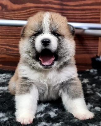 Cuccioli di akita inu como - monza e brianza