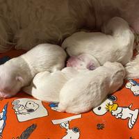 Cuccioli maltesi toy