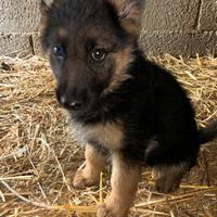 Cuccioli pastore tedesco