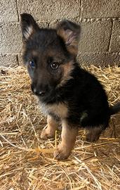 Cuccioli pastore tedesco