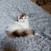 Razza norvegesi delle foreste