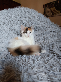 Razza norvegesi delle foreste