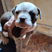 Cuccioli bully dog