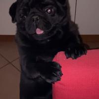 CARLINO NERO 2 anni carletto