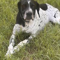 Bracco-Pointer maschio da tartufi