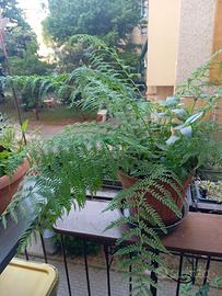 Pianta di felce Athyrium filix, in vaso rotondo