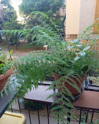 Pianta di felce Athyrium filix, in vaso rotondo