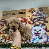 Barboncino mini toy red maschio anche a rate