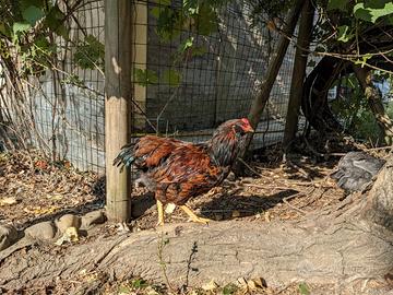 Gallo Ameraucana allevato a mano