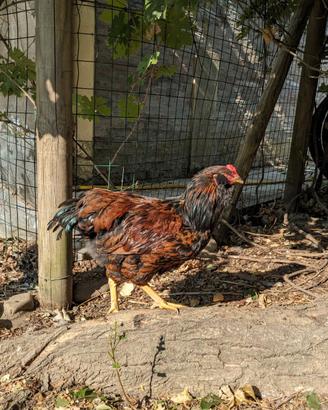 Gallo Ameraucana allevato a mano