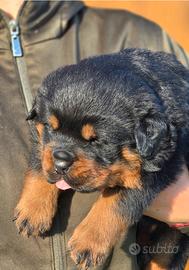Cuccioli di rottweiler