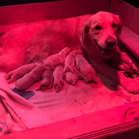 Cuccioli di golden retriever con pedigree