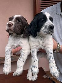 Cuccioli setter inglese di alta genealogia