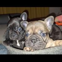 Bulldog francese
