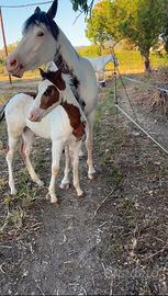 Paint Horse